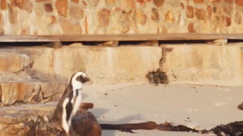 Penguins Hopping down the Stairs