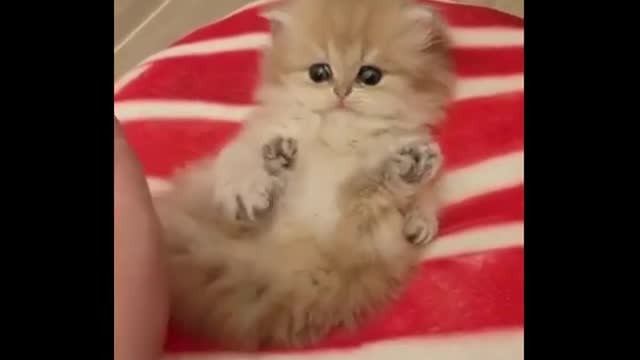 Cute Cats Video Compilation 2021 vídeo