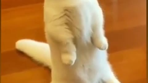 Funny Cat Videos