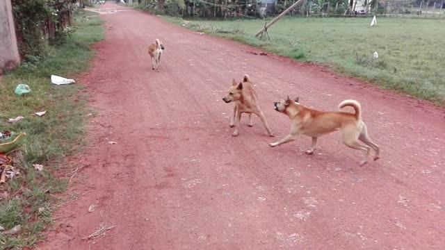 Crazy dog fight for mates ! The WWE in dog world !