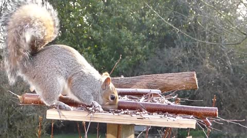 A squirrel on the Bird Table of doom