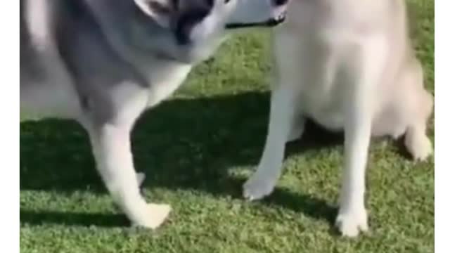 husky hates bath time #shorts #funny #pets#animals