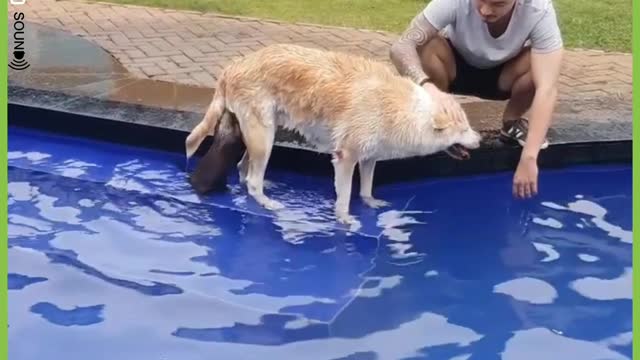 Otter and dog swimming together friendship between dog and Otter