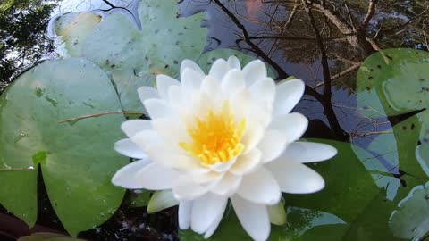 Water Lily