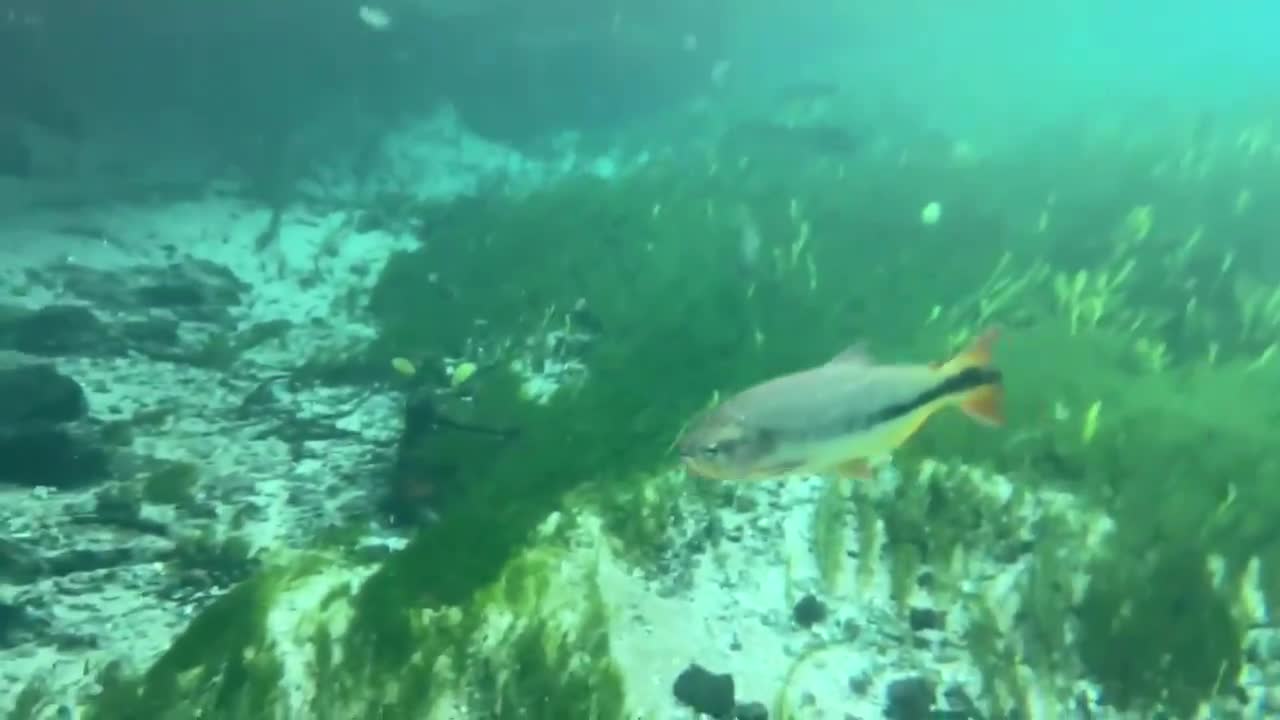 sucuri engolindo uma criança no rio...