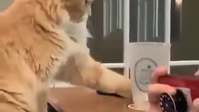 “I want attention” )))