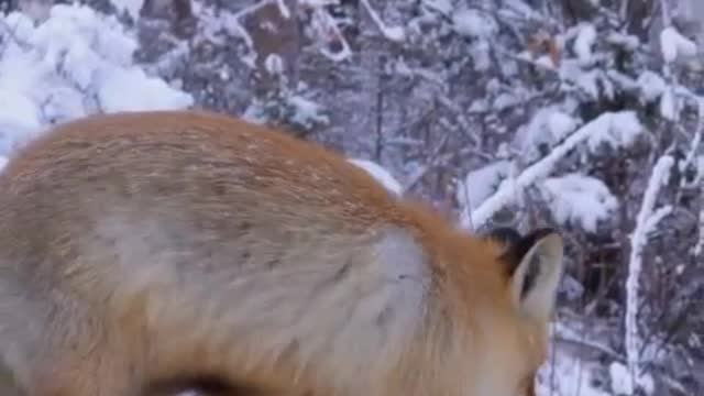 This is a very beautiful Fox. The coat was red as if it had been painted