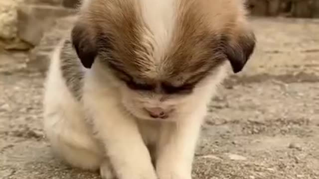 Funny animal videos ! Cute animals ! Funny dog video #short video