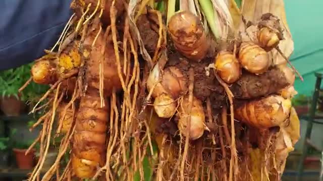 AMAZING MIRACLES OF TURMERIC IN GARDEN | TURMERIC POWDER FOR PLANTS