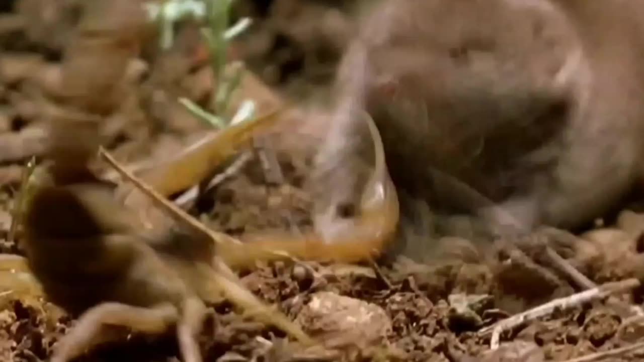 Tiny Titans: Shrews Overpower and Devour a Scorpion Feast!