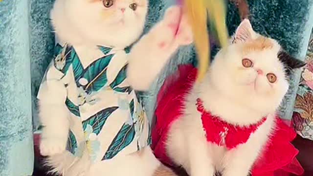 Lovely Cat, black cat, cats, funny cats 😹 Cute and Funny Animals Compilation