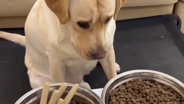 Dog finding food full funn 😂😂🤣