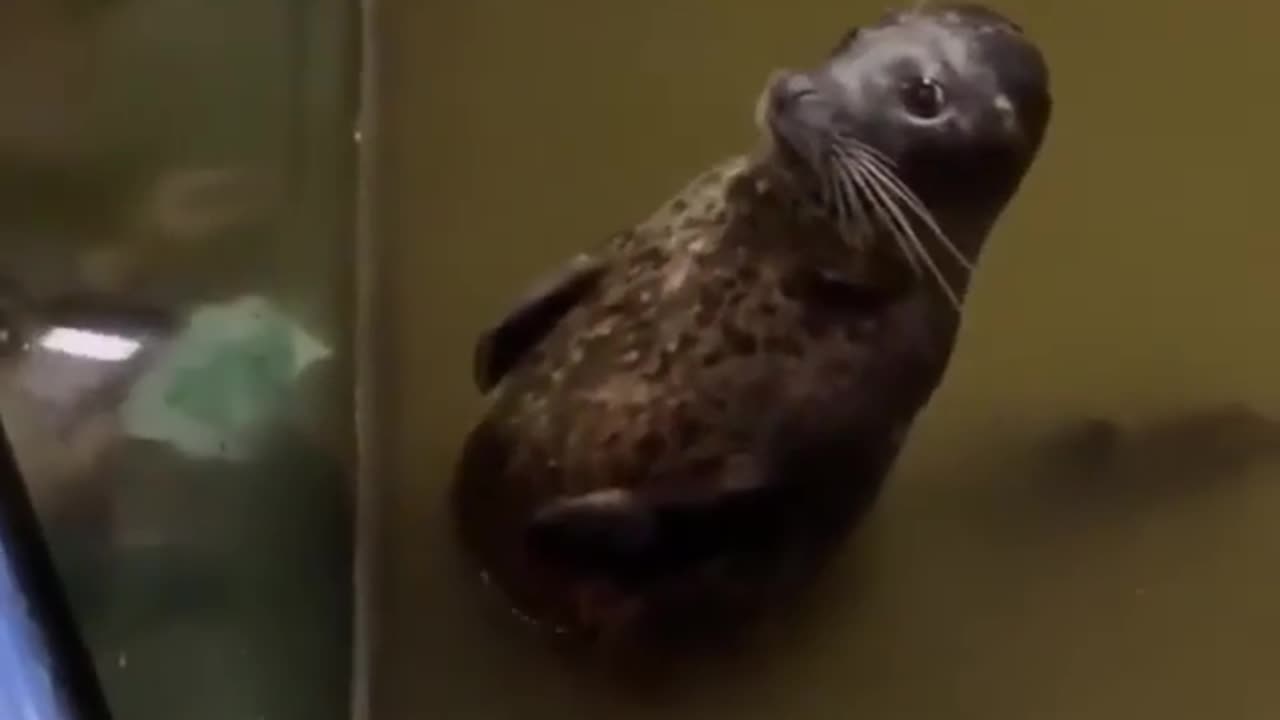 Funny Seal Stomach Slap