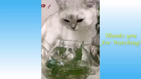 Cats And Funny Dogs Videos Compilation haha