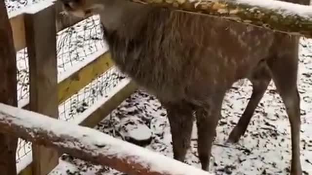 visit to the pasture
