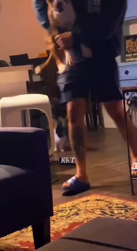 this cat does not want dogs in her house