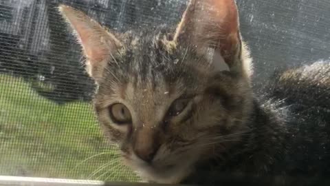 Cat stuck between screen and glass window