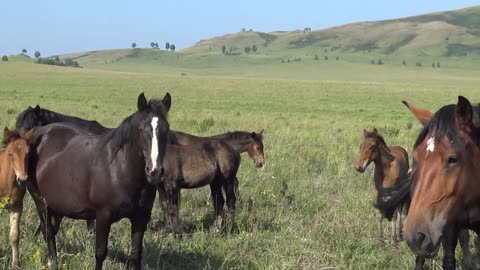 The stallions did not allow the mixing of the horses.