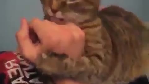 Funny cat playing with girl