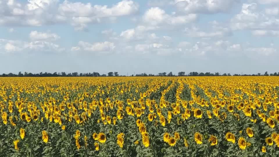 Na osvobozených územích Donbasu začala sklizeň obilí