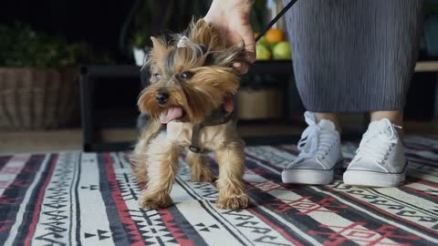 a small and very beautiful dog on the background of a home interior