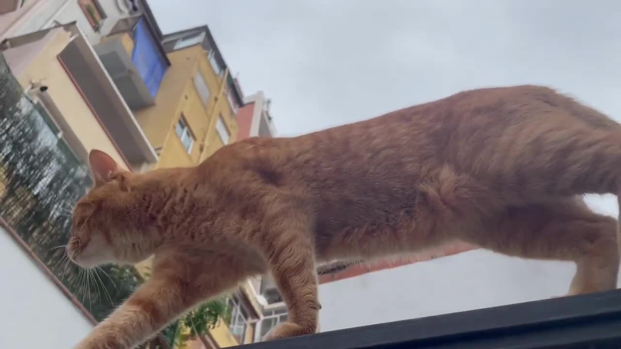 Cat Walking - A Cat Walking on the Edge