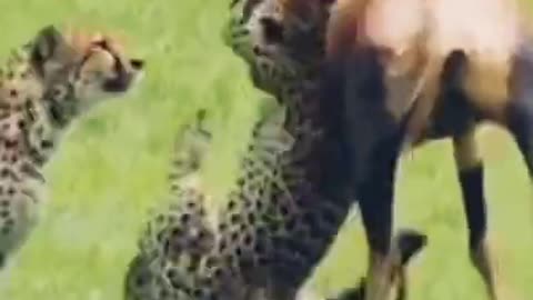 4 cheetah vs one con antelope...