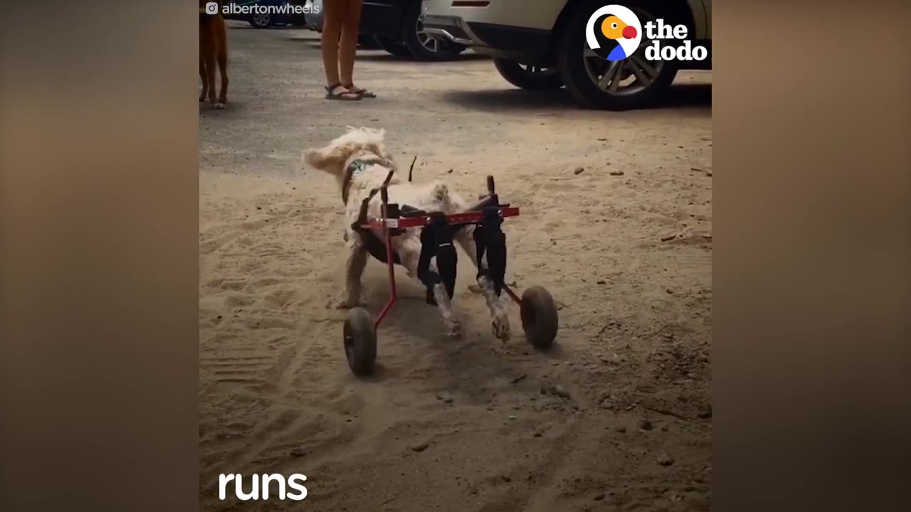 This Dog on Wheels Is Just Like Any Other Dog