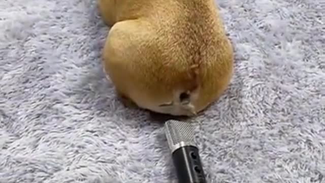 Dog farts in a microphone