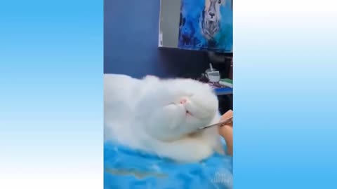 Fat Cat Enjoying Trimming