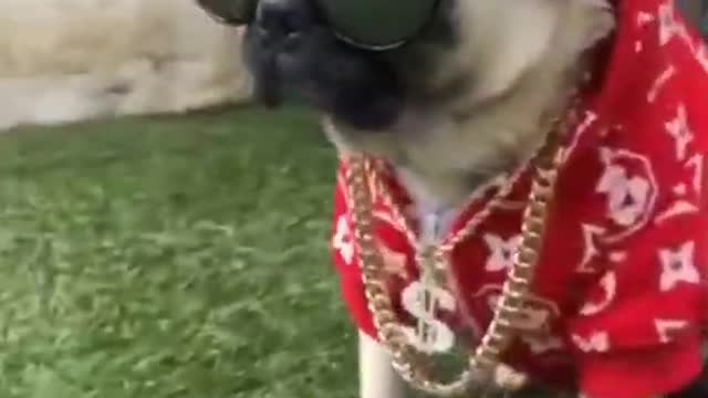 Dog with 100% Swag