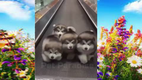 Cute and Beautiful Doggies 😊 ✌