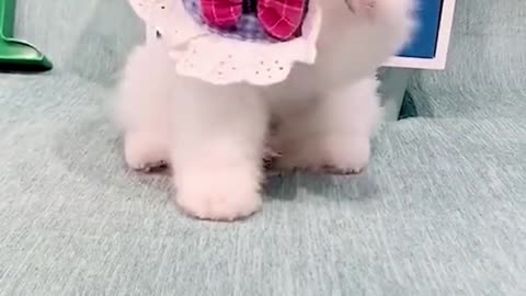 Cute Funny Dogs