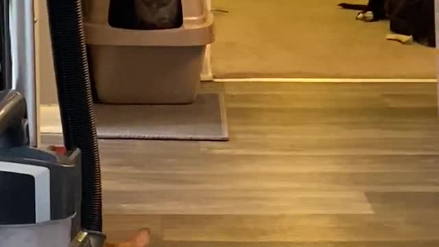 Cute Cat messes up the floor