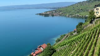 Les vignes dans le Lavaux