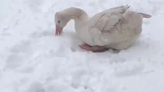 My morning with Tater Tot outside in fresh snow