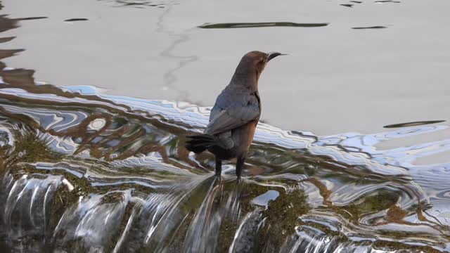 Ducks and other birds at The Flamingo casino in Las Vegas on January 16, 2021.