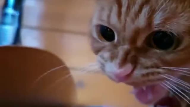 Funny ANIMAL Videos!! 😹 (Ultimate Compilation of Funny Pets) 😻