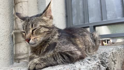 A beautiful street cat is laying on the ground having s feather in her paws