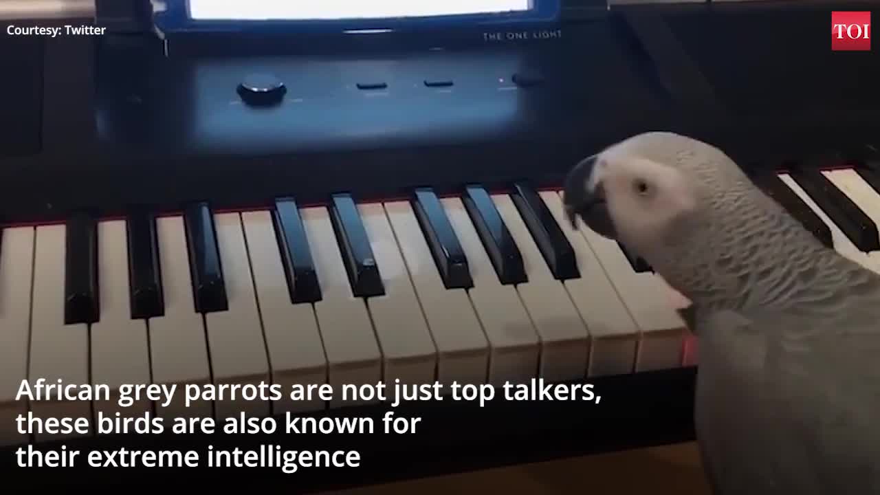 Einstein the African Grey Parrot showed off her skills with piano sounds