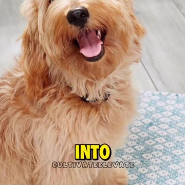 Fast Food companies exposed - Are they really different