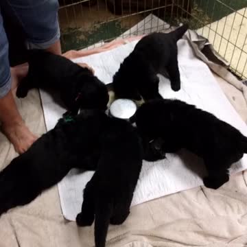 Newfoundland puppies
