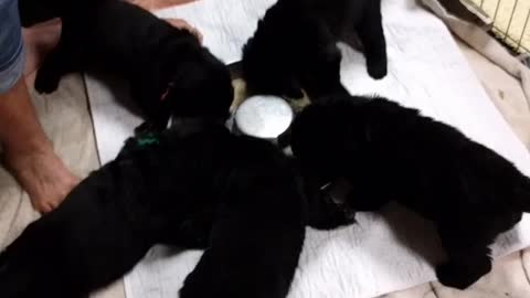 Newfoundland puppies