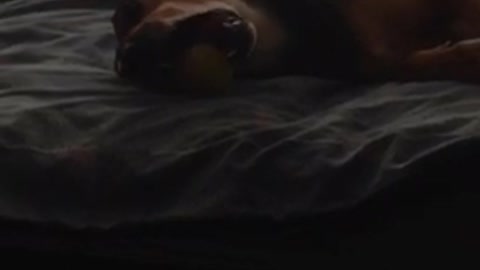 Dog on bed chewing on tennis ball