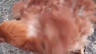 chicken chicken !!!