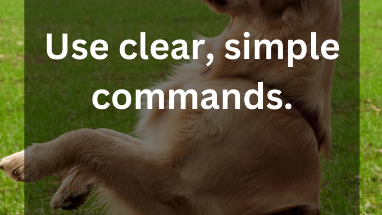 Clear Commands, Happy Pups: Communication is Key!