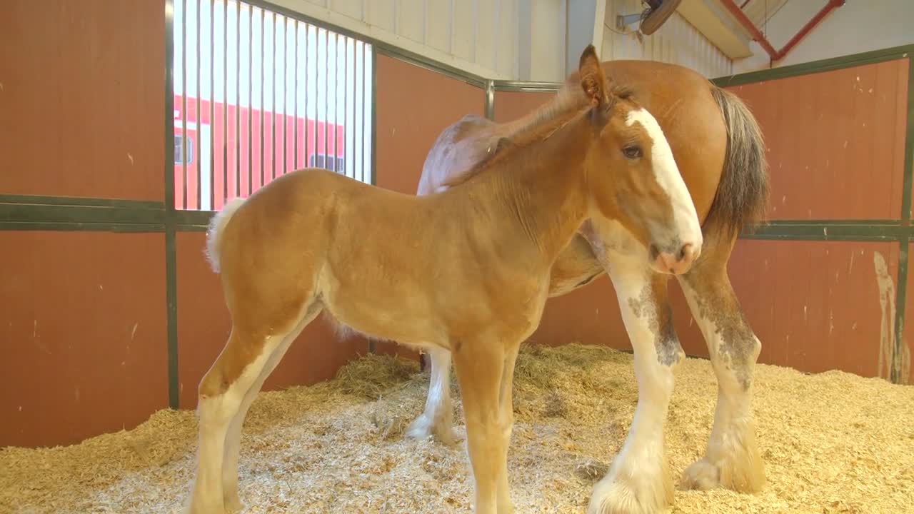 Baby Clydesdale and Adult Parent, Mom in Barn, Slow Motion