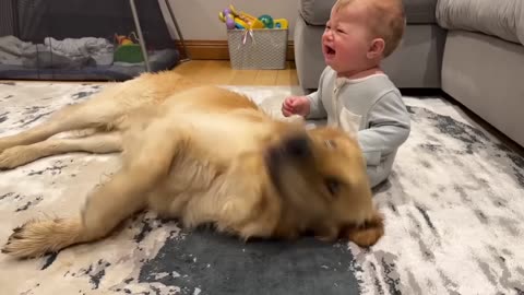 Golden Retriever Pup Makes Baby Cry But Says Sorry! (Cutest Ever!!)