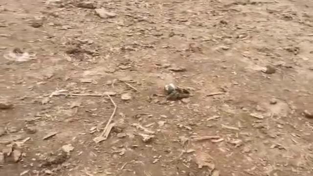 Barn kitten is mad at guard dog
