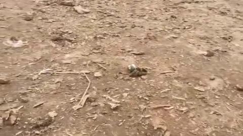 Barn kitten is mad at guard dog